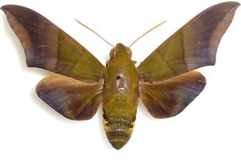 Oryba achemenides