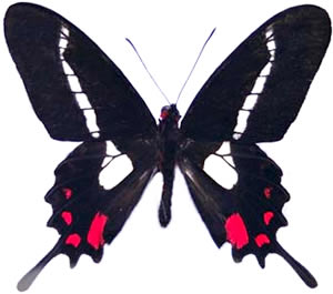 Parides agavus