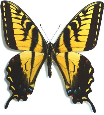 Papilio alexiares 