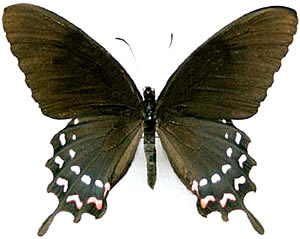 Parides alopius 