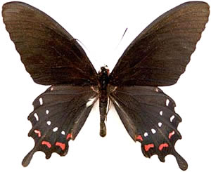 Parides alopius 