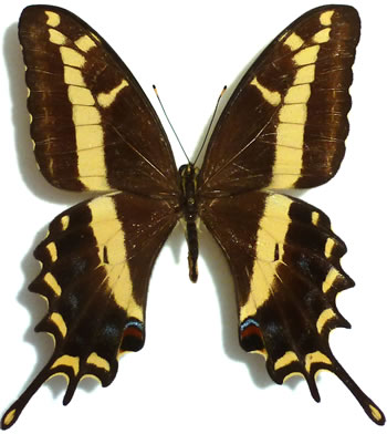 Papilio andraemon