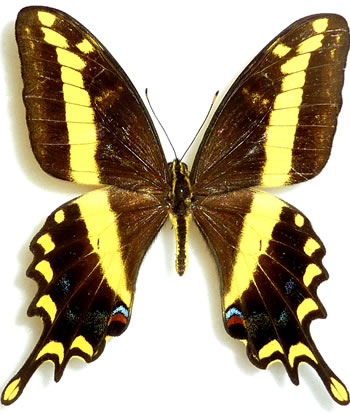 Papilio andraemon