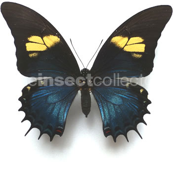 Papilio androgeus 