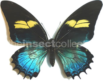 Papilio androgeus 