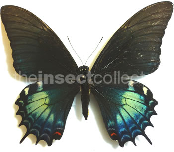 Papilio androgeus 