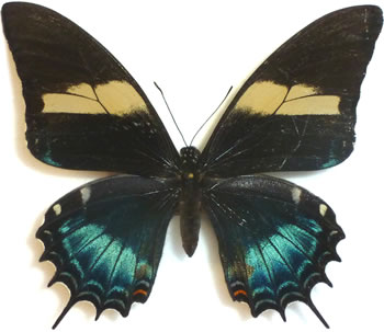 Papilio androgeus 