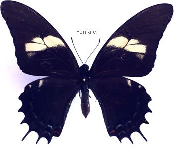 Papilio androgeus 