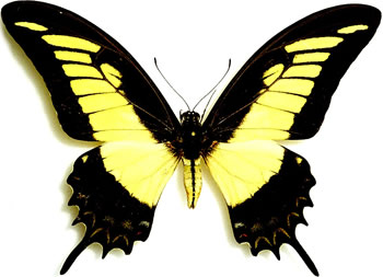 Papilio androgeus 