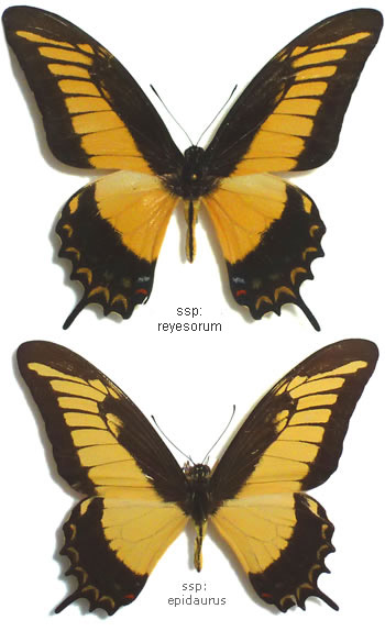 Papilio androgeus 