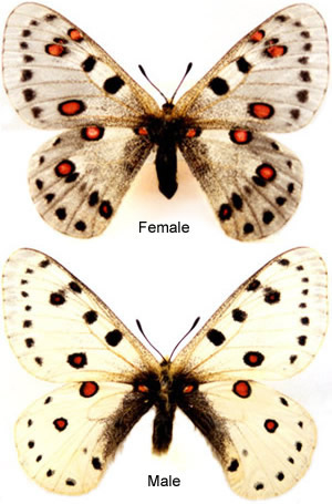 Parnassius apollonius 