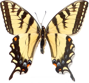 Papilio appalachiensis