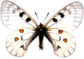 Parnassius ariadne