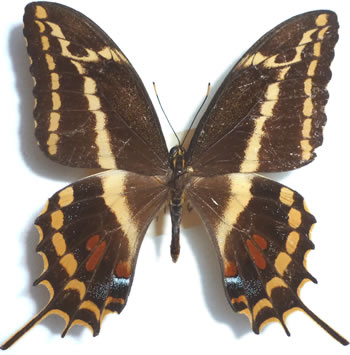 Papilio aristodemus 