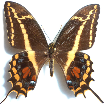 Papilio aristodemus 