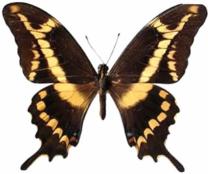 Papilio aristodemus 