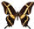 Papilio aristodemus 