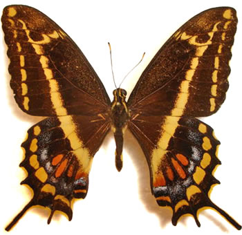 Papilio aristodemus 