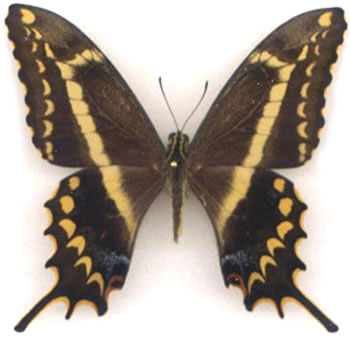 Papilio aristodemus 