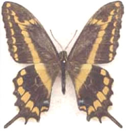 Papilio aristodemus 