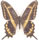 Papilio aristodemus 