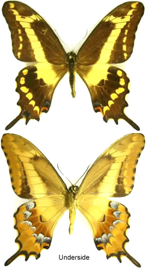 Papilio aristodemus 