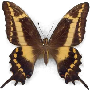 Papilio aristodemus