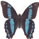 Papilio aristophontes