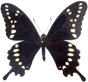 Papilio aristor