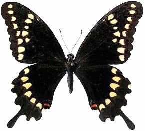 Papilio aristor