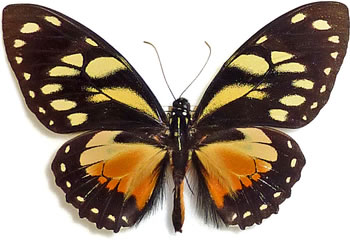 Papilio ascolius  