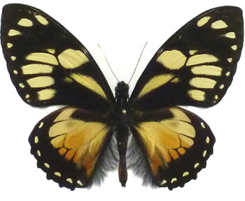 Papilio ascolius  