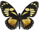 Papilio ascolius  
