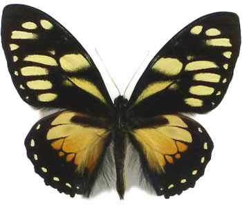 Papilio ascolius  