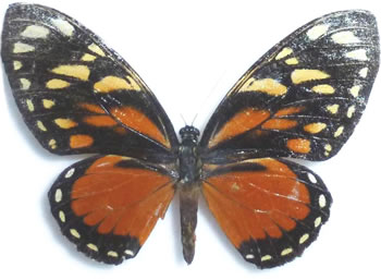 Papilio ascolius  