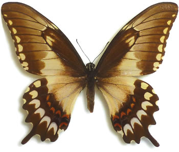 Papilio astyalus