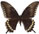 Papilio astyalus