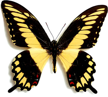 Papilio pallas 