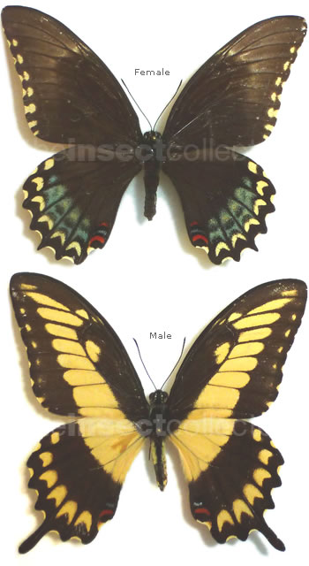 Papilio pallas 