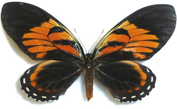 Papilio bachus 