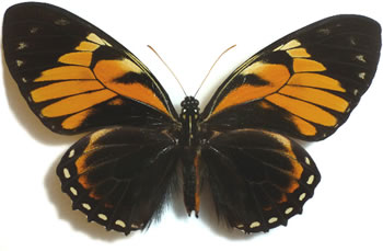 Papilio bachus 