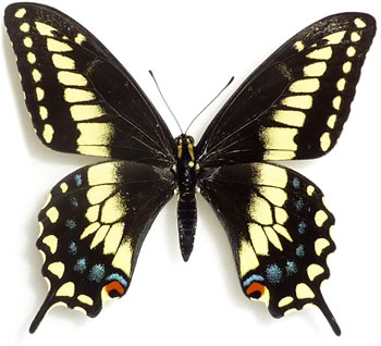 Papilio bairdii 