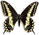 Papilio bairdii