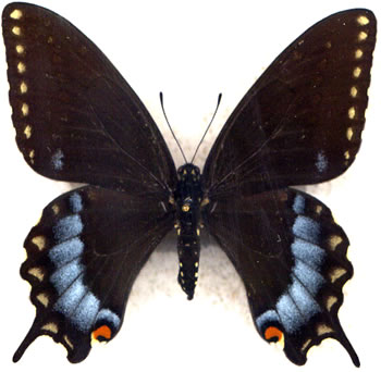 Papilio bairdii