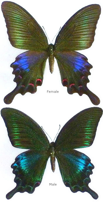 Papilio bianor 