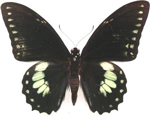 Papilio birchallii 
