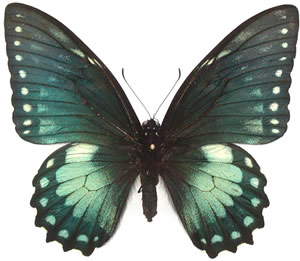 Papilio birchallii