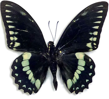 Papilio birchallii 