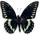 Papilio birchallii 