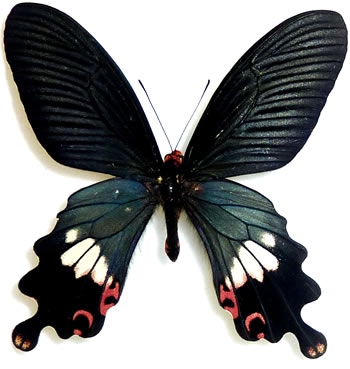 Papilio bootes